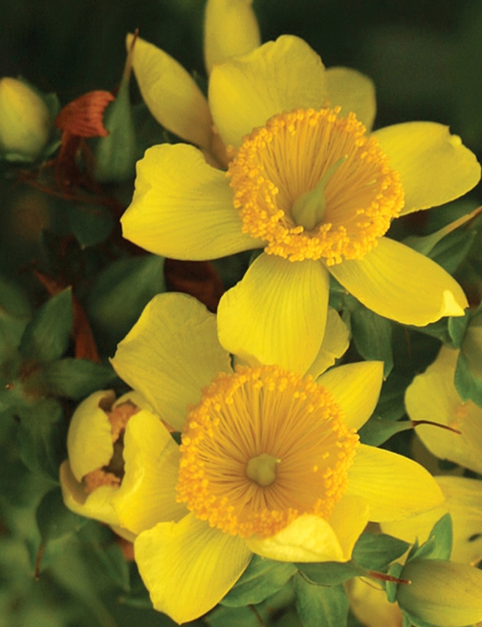 ''Sunny Boulevard®'' St. John''s Wort - Hypericum kalmianum from Paradise Acres Garden Center