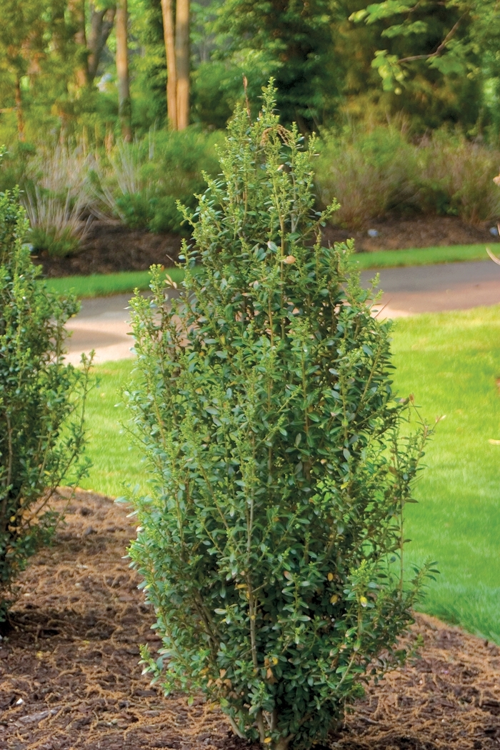 ''Sky Box®'' Japanese Holly - Ilex crenata from Paradise Acres Garden Center