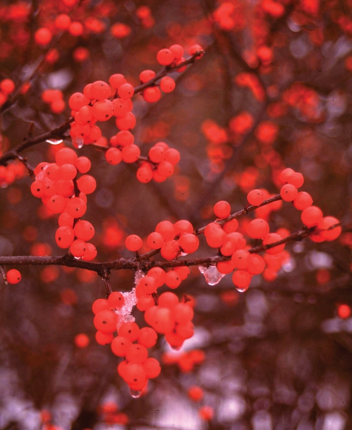 'Berry Heavy®' Winterberry Holly - Ilex verticillata from Paradise Acres Garden Center