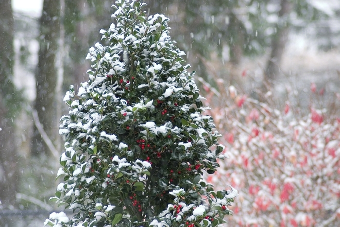 'Castle Spire®' Blue Holly - Ilex x meserveae from Paradise Acres Garden Center