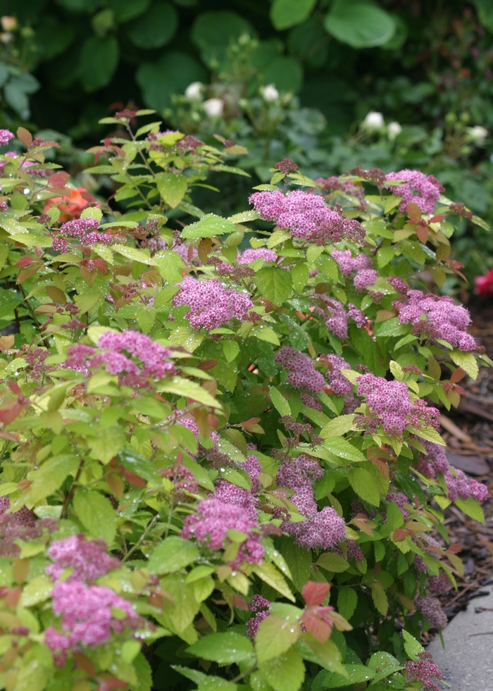 Double Play ''Big Bang®'' - Spiraea (Spirea) from Paradise Acres Garden Center