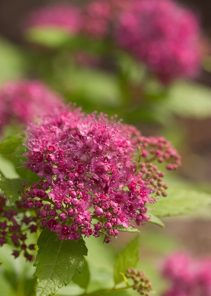 Double Play&reg; 'Gold' - Spiraea japonica (Spirea) from Paradise Acres Garden Center