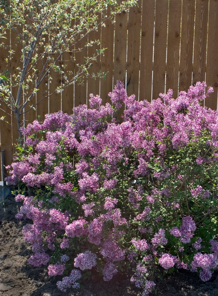 Bloomerang&reg; Purple - Syringa (Reblooming Lilac) from Paradise Acres Garden Center