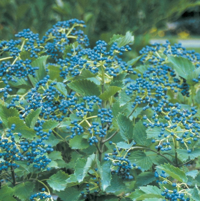 ''Blue Muffin®'' Arrowwood Viburnum - Viburnum dentatum from Paradise Acres Garden Center