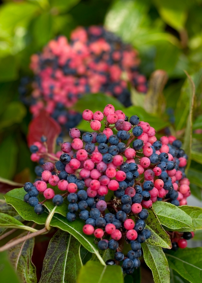 Brandywine™ - Viburnum nudum from Paradise Acres Garden Center