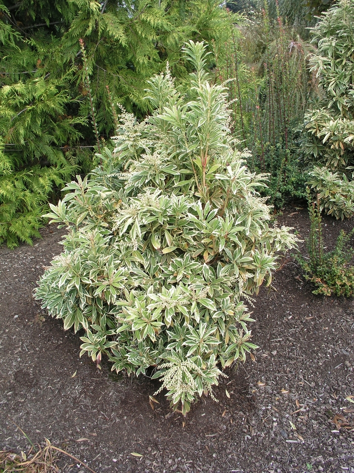 'Variegata' - Pieris japonica from Paradise Acres Garden Center
