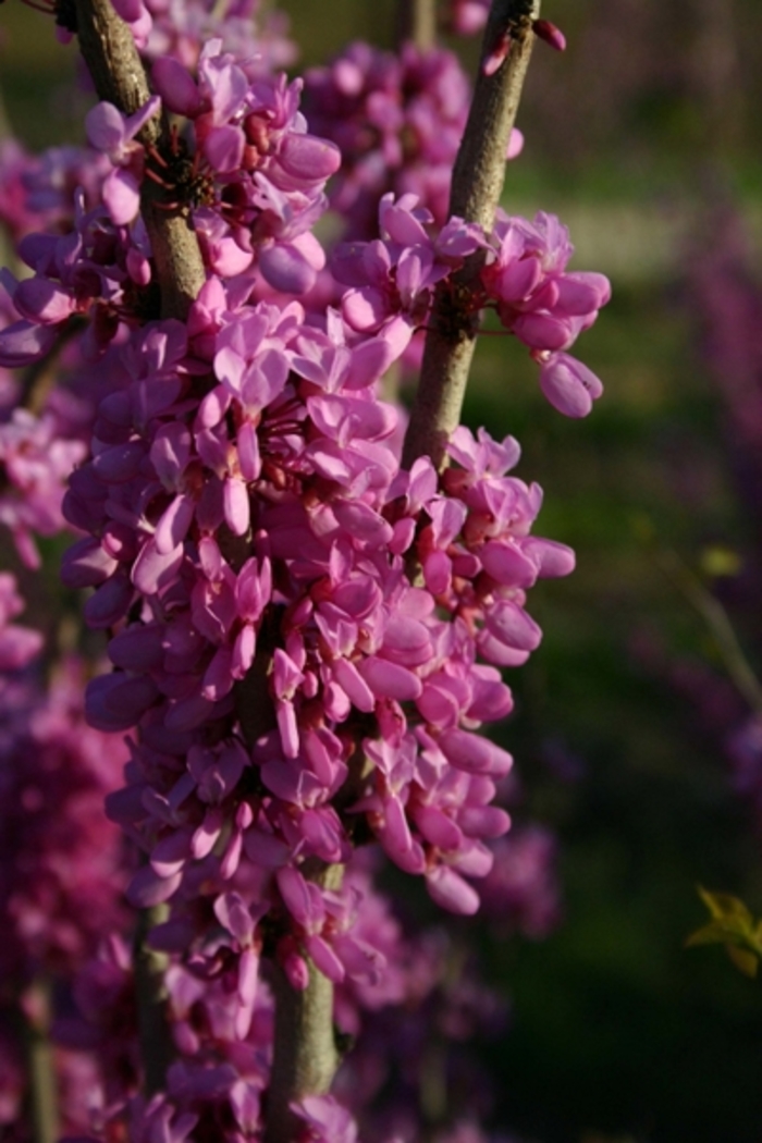 'Avondale' Chinese Redbud - Cercis chinensis from Paradise Acres Garden Center