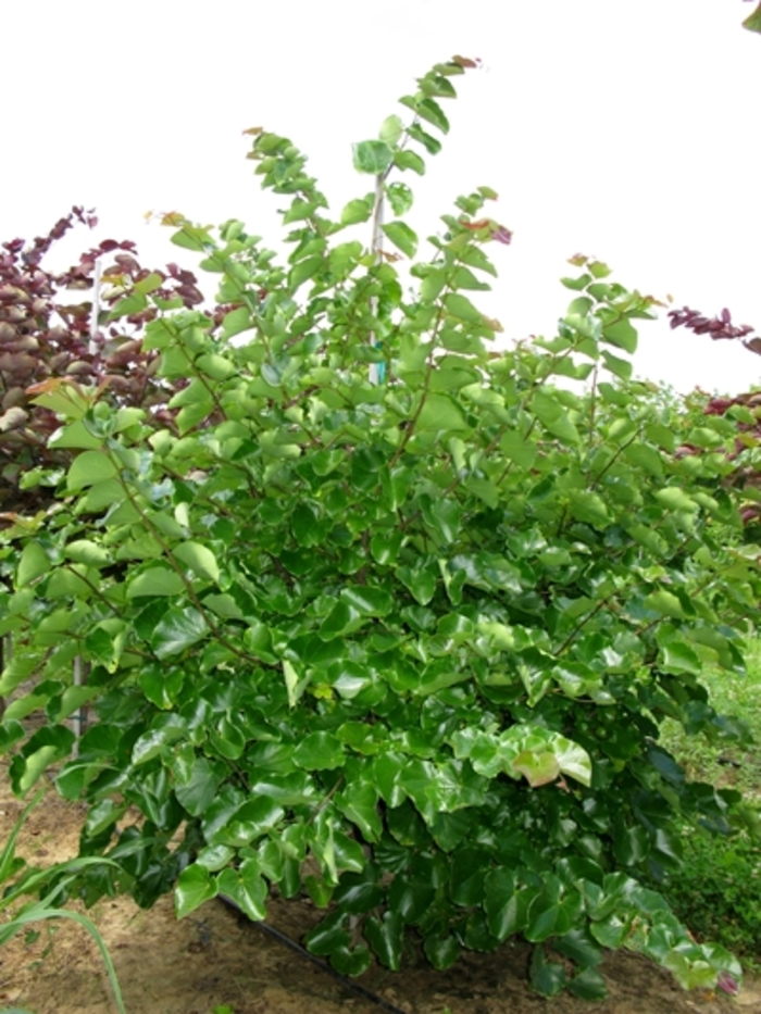 'Oklahoma' Redbud - Cercis canadensis var. texensis from Paradise Acres Garden Center