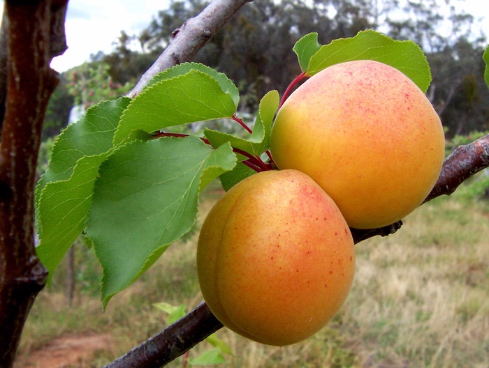Chinese Apricot - Prunus armeniaca from Paradise Acres Garden Center