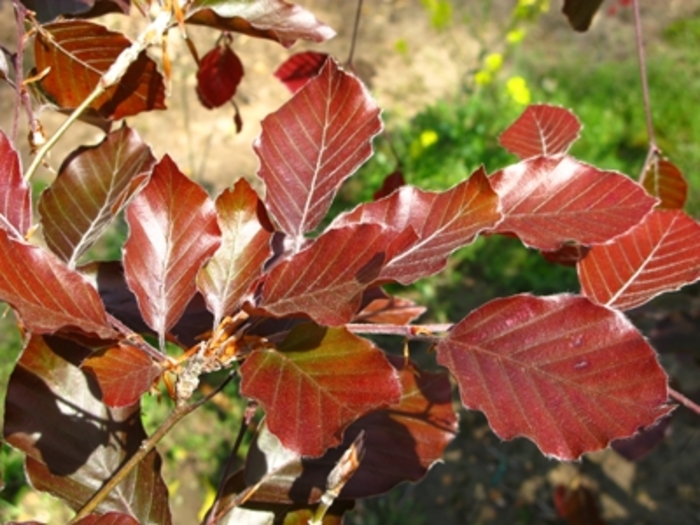 'Riversii' River's Beech - Fagus sylvatica from Paradise Acres Garden Center