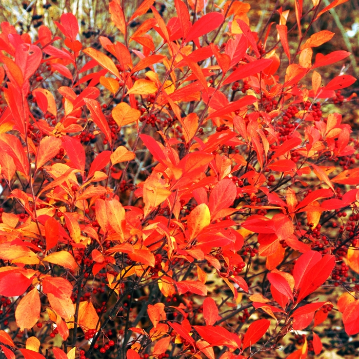 Red Chokeberry - Aronia arbutifolia from Paradise Acres Garden Center