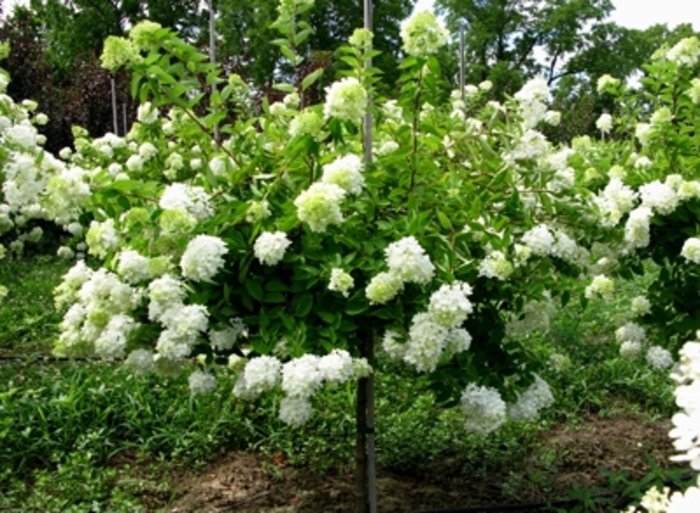 'Grandiflora' Pee Gee Hydrangea - Hydrangea paniculata from Paradise Acres Garden Center