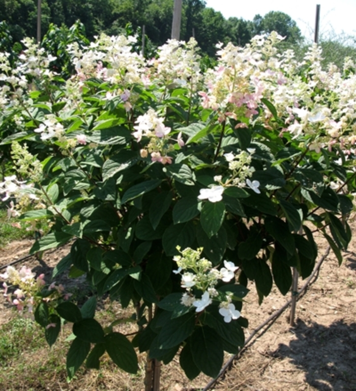 'Pink Diamond' Hardy Hydrangea - Hydrangea paniculata from Paradise Acres Garden Center