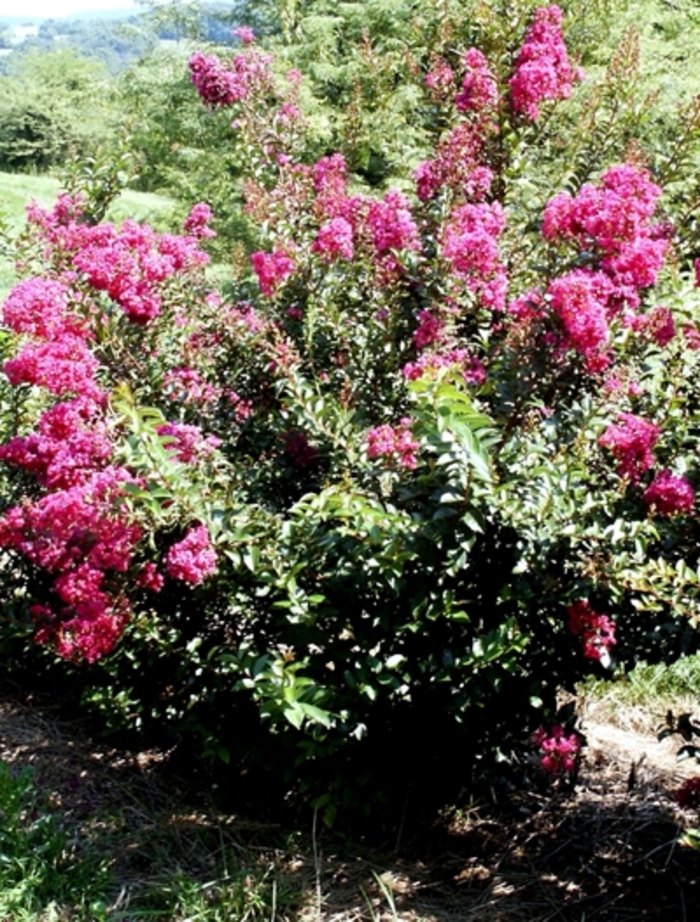 ''Dynamite'' Dynamite Crapemyrtle - Lagerstroemia indica from Paradise Acres Garden Center