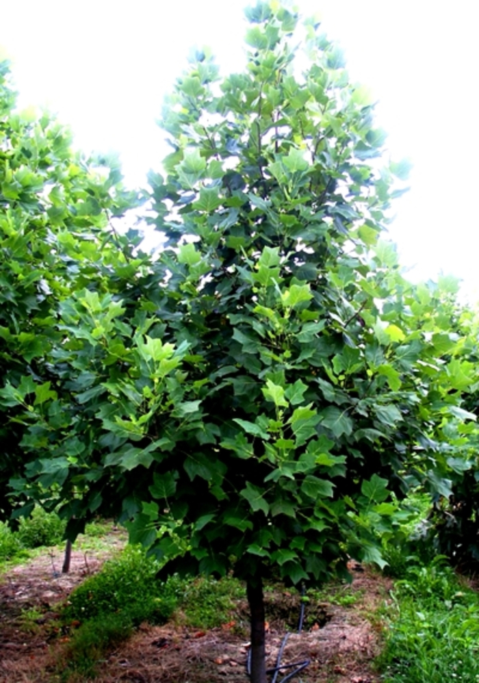Tulip Poplar - Liriodendron tulipfera from Paradise Acres Garden Center