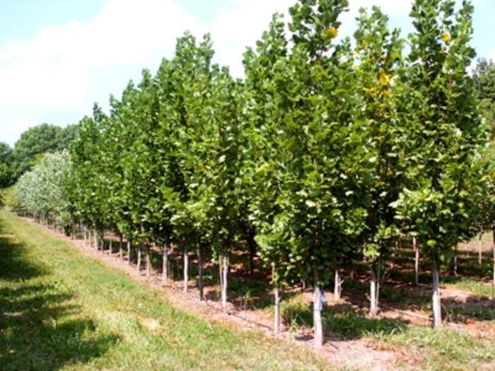 'Fastigiatum ('Arnold')' Columnar Tulip Tree - Liriodendron tulipifera from Paradise Acres Garden Center