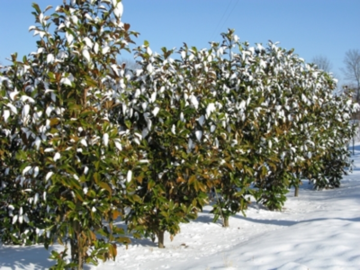 'Bracken's Brown Beauty' - Magnolia grandiflora from Paradise Acres Garden Center