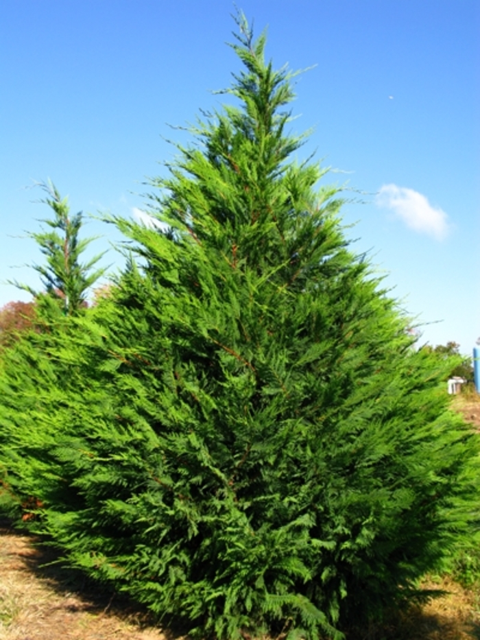 Leyland Cypress - Cupressocyparis leylandii from Paradise Acres Garden Center