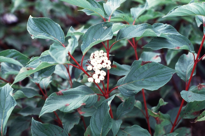 ''Baileyi'' Red Twig Dogwood - Cornus sericea from Paradise Acres Garden Center