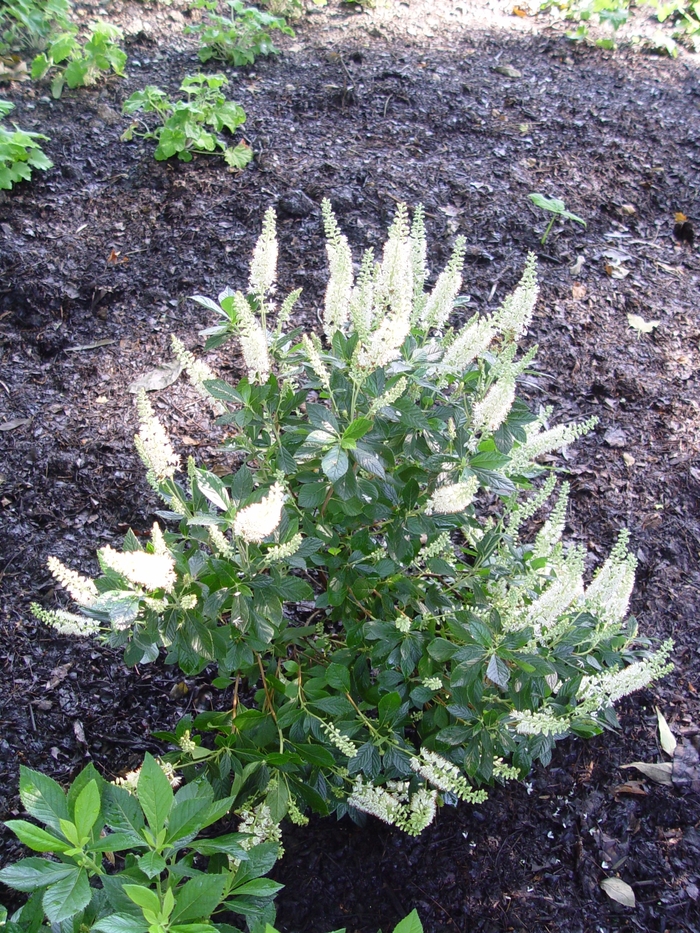''Hummingbird'' Summersweet - Clethra alnifolia from Paradise Acres Garden Center