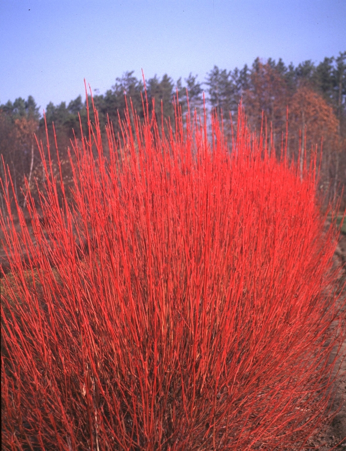 ''Cardinal'' Red-Osier Dogwood - Cornus sericea from Paradise Acres Garden Center