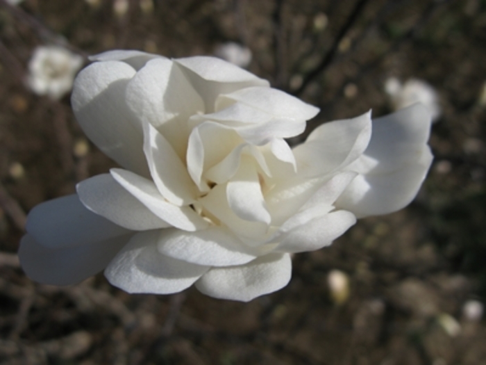 Star Magnolia - Magnolia stellata from Paradise Acres Garden Center