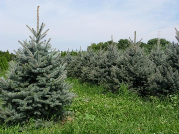 'Fat Albert' Colorado Blue Spruce - Picea pungens from Paradise Acres Garden Center