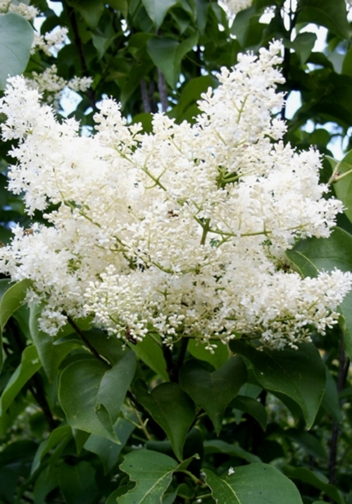 'Ivory Silk' Japanese Tree Lilac - Syringa reticulata from Paradise Acres Garden Center