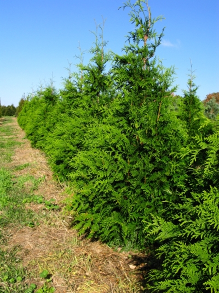 'Green Giant' Giant Arborvitae - Thuja from Paradise Acres Garden Center