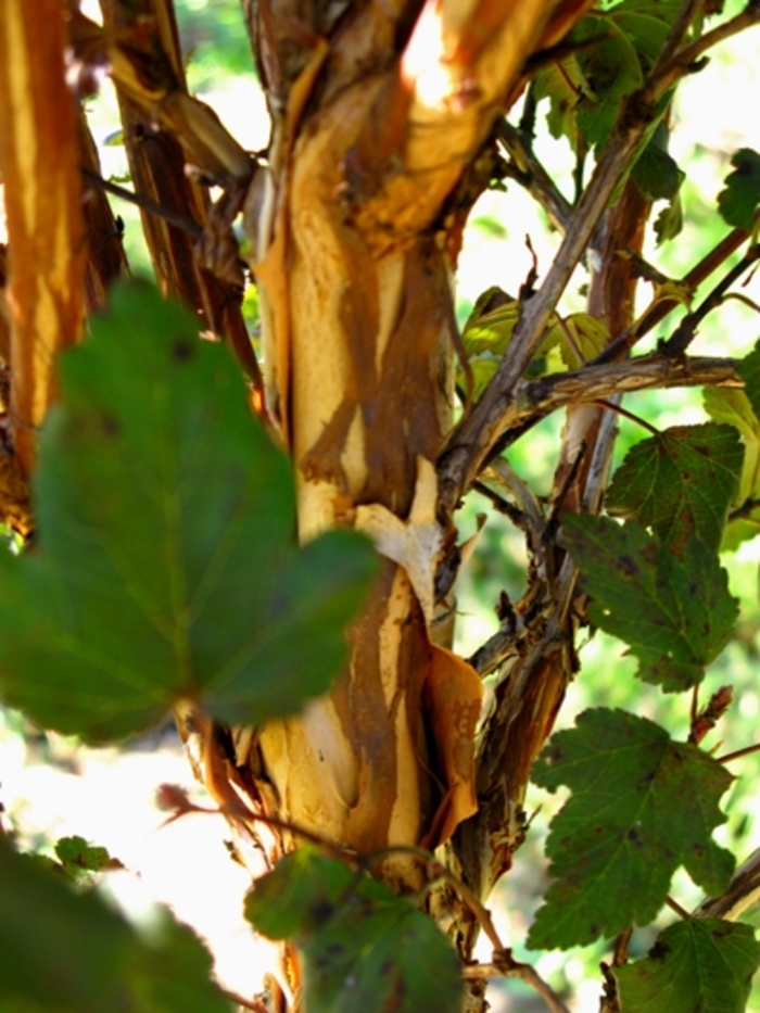 'Diabolo®' Ninebark - Physocarpus opulifolius from Paradise Acres Garden Center