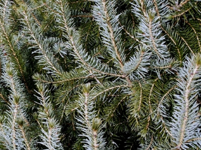 Bruns Serbian Spruce - Picea omorika from Paradise Acres Garden Center