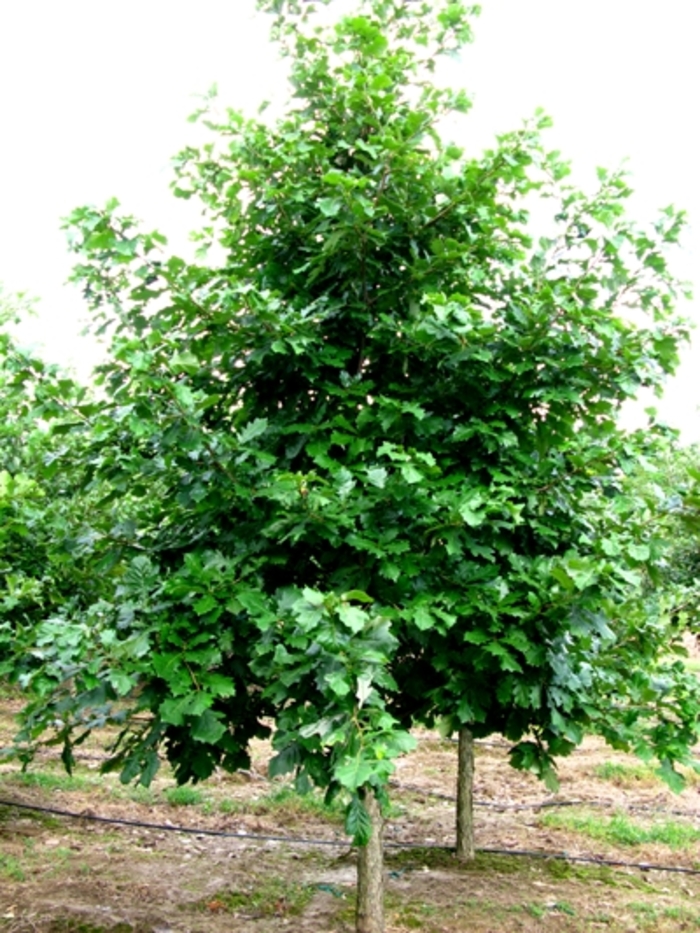 Swamp White Oak - Quercus bicolor from Paradise Acres Garden Center