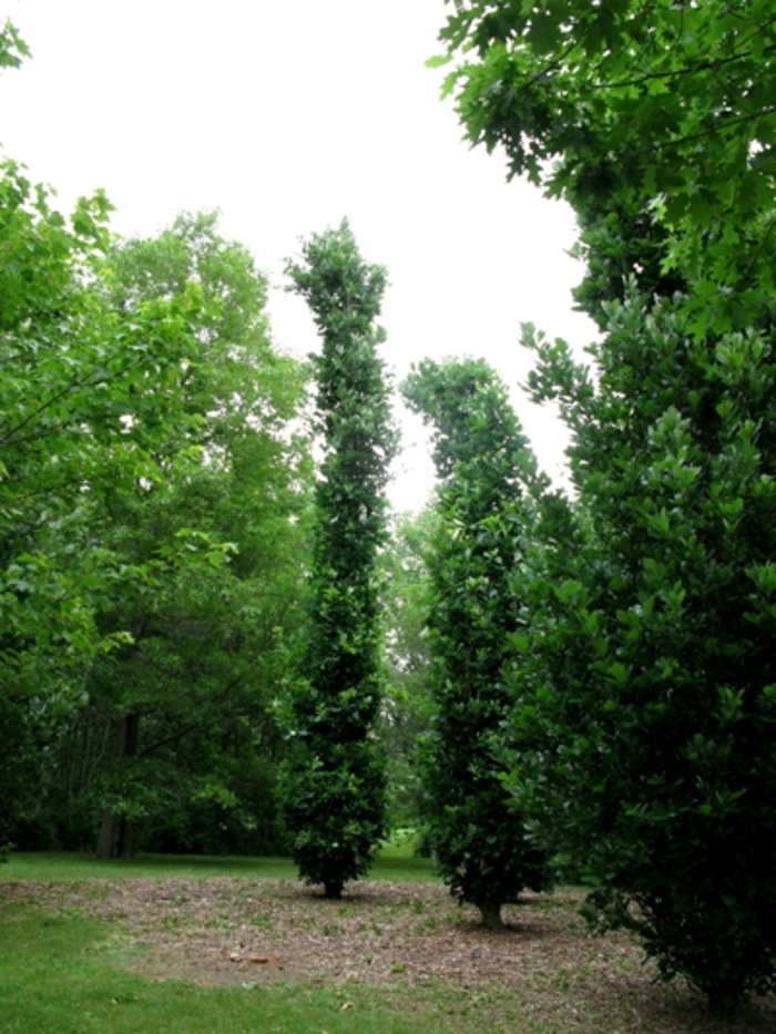 'Kindred Spirit®' Oak - Quercus robur x bicolor from Paradise Acres Garden Center