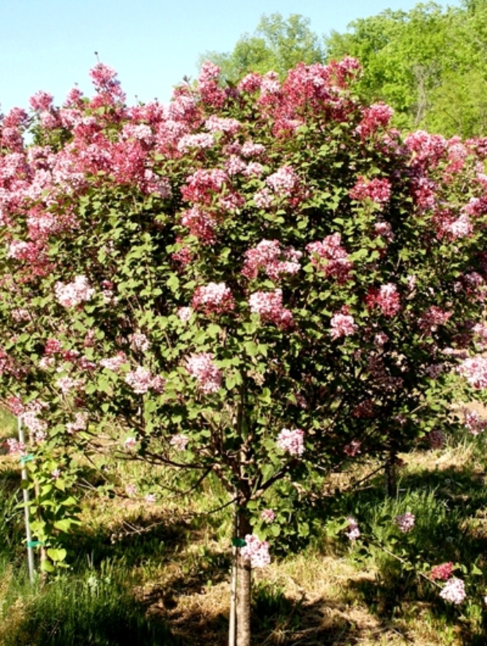 'Tinkerbelle' Lilac - Syringa from Paradise Acres Garden Center