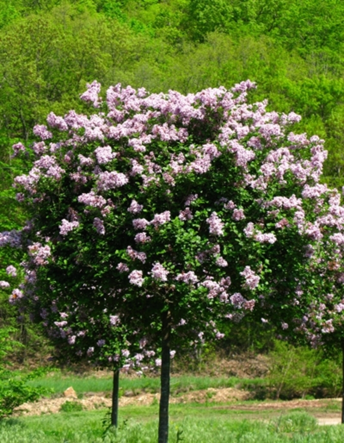 'Palibin' Dwarf Korean Lilac - Syringa meyeri from Paradise Acres Garden Center