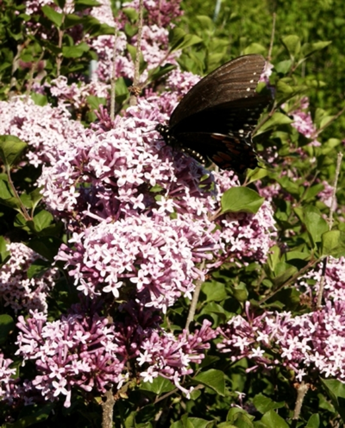 'Prince Charming®' Lilac - Syringa from Paradise Acres Garden Center