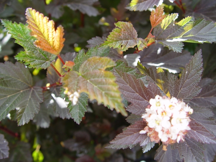 'Center Glow' Ninebark - Physocarpus opulifolius from Paradise Acres Garden Center