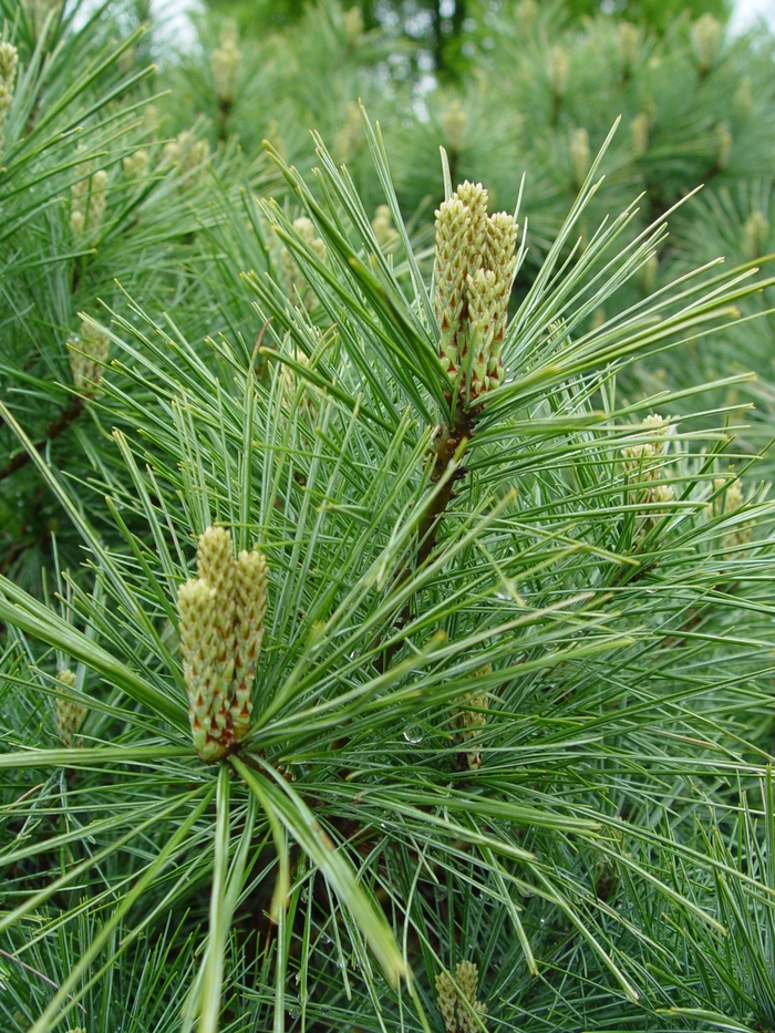 Eastern White Pine - Pinus strobus from Paradise Acres Garden Center