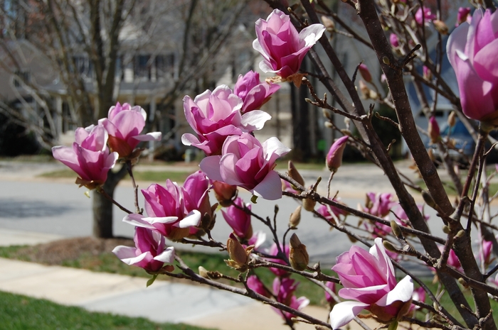 'Ann' - Magnolia from Paradise Acres Garden Center