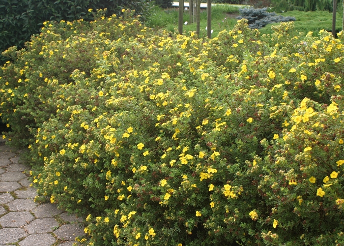 'Goldfinger' Shrubby Cinquefoil - Potentilla fruticosa from Paradise Acres Garden Center