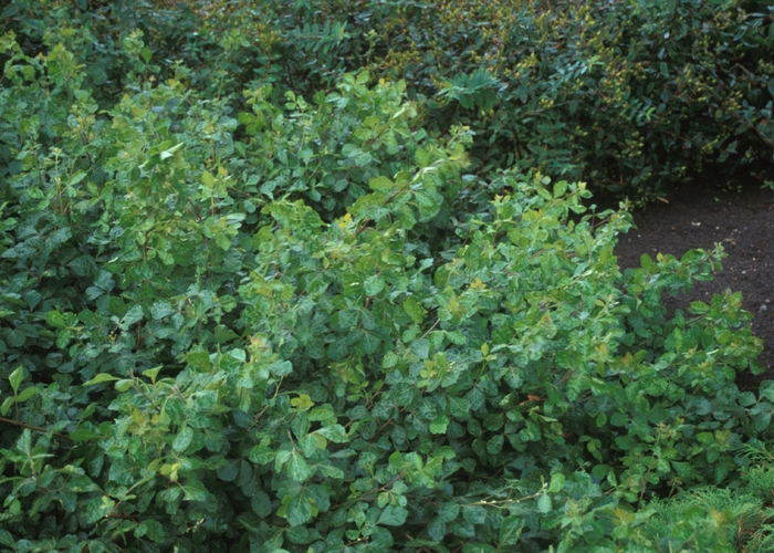 ''Gro-Low'' Fragrant Sumac - Rhus aromatica from Paradise Acres Garden Center