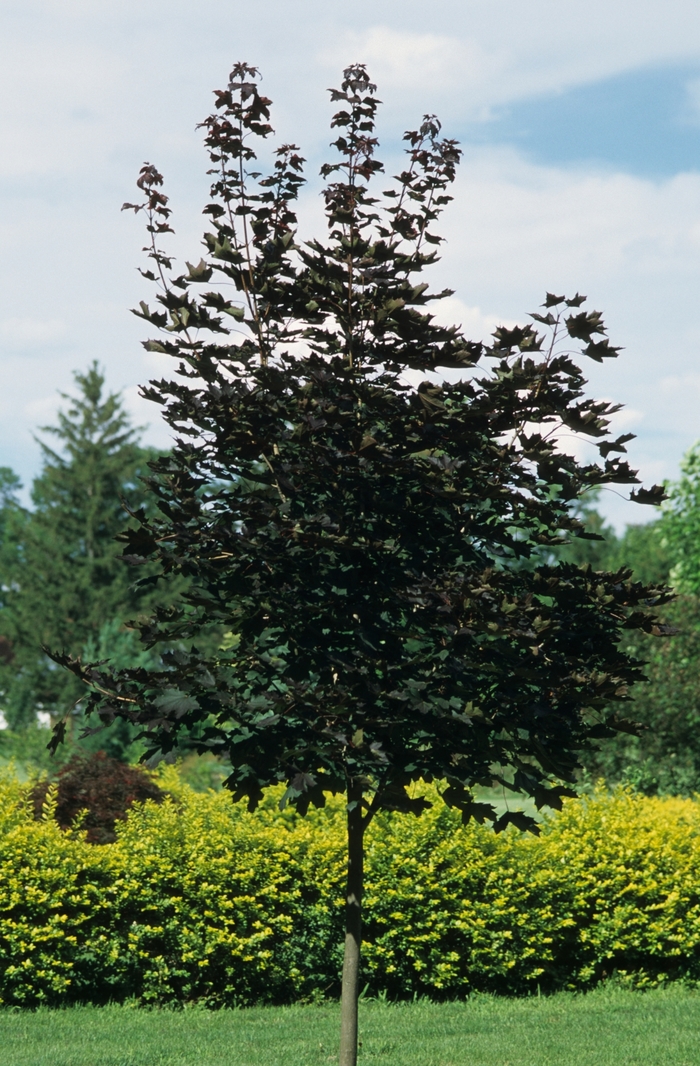 'Crimson King' Norway Maple - Acer platanoides from Paradise Acres Garden Center