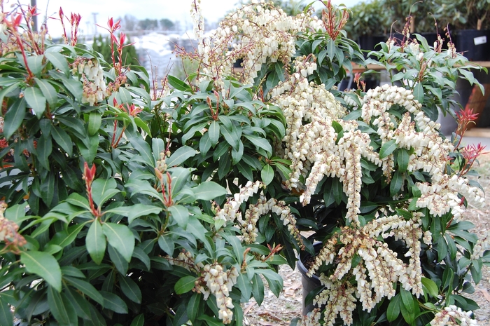 'Mountain Fire' - Pieris japonica from Paradise Acres Garden Center