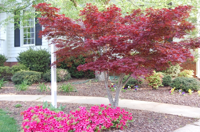 'Bloodgood' Japanese Maple - Acer palmatum var. atropurpureum from Paradise Acres Garden Center