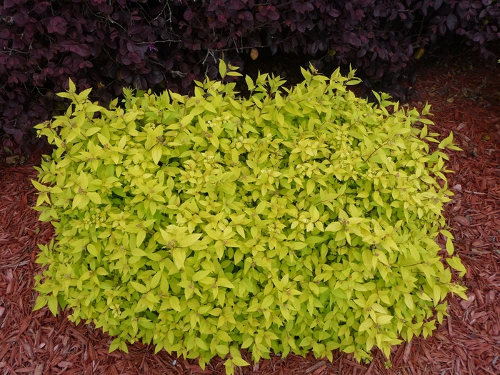 'Goldmound' Spirea - Spiraea japonica from Paradise Acres Garden Center