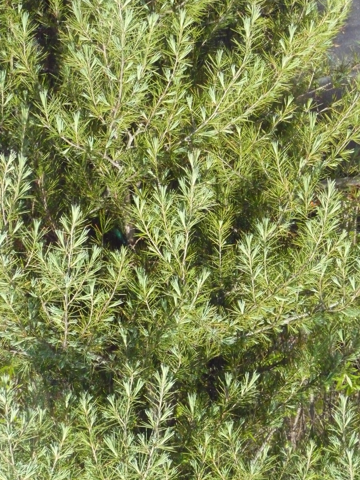 Deodar Cedar - Cedrus deodara from Paradise Acres Garden Center