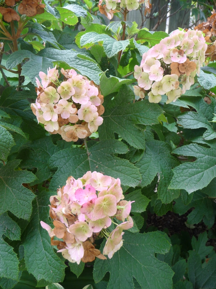 'Snow Queen' Oakleaf Hydrangea - Hydrangea quercifolia from Paradise Acres Garden Center