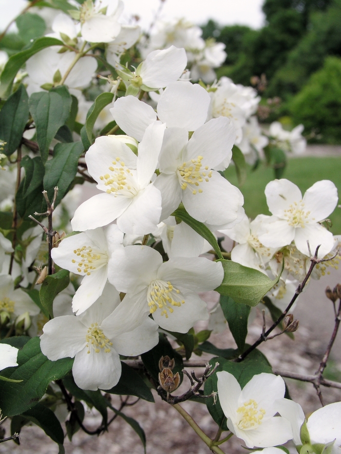 'Blizzard' Mock Orange - Philadelphus lewisii from Paradise Acres Garden Center