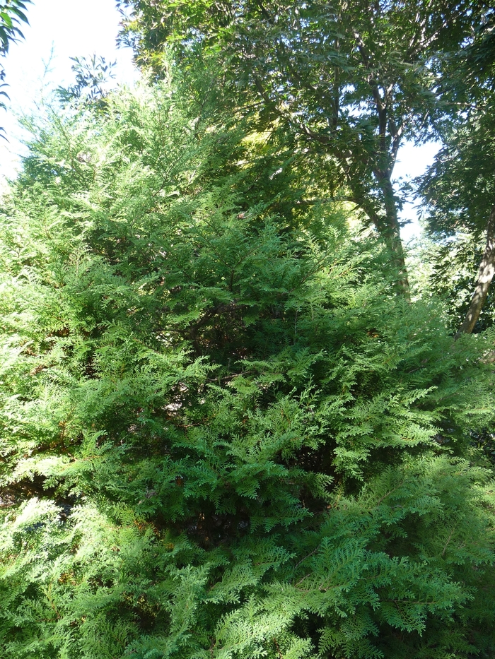 'Golden Pincushion' Japanese Falsecypress - Chamaecyparis pisifera from Paradise Acres Garden Center