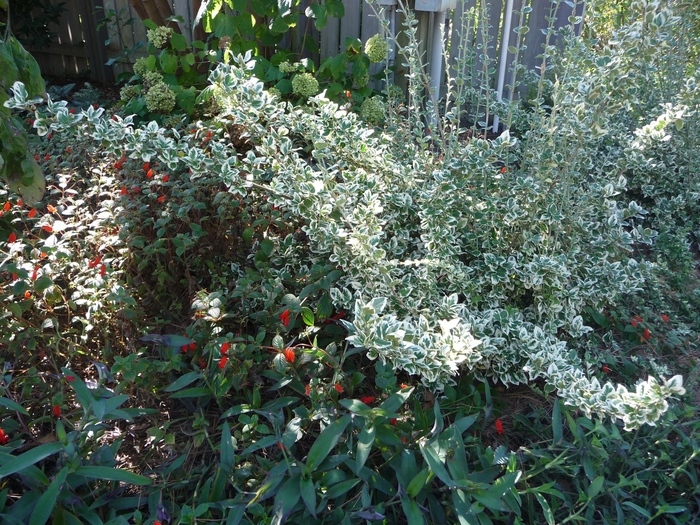 'Emerald Gaiety' Wintercreeper - Euonymus fortunei from Paradise Acres Garden Center